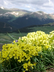 Gold flowers on Mt. Bierstadt