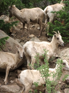 Mountain Goats on Mt. Bierstadt